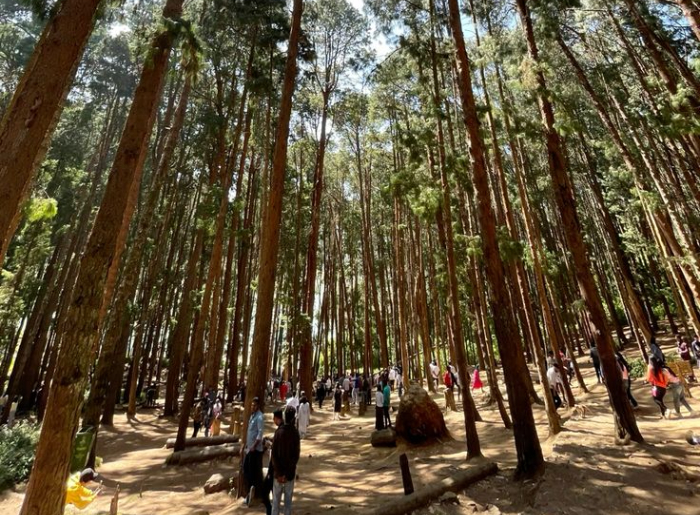 What Can You Do In Ziro Besides The Music Festival? 12 Places & Experiences To Add To Your Trip 4 Ziro Music Festival in Arunachal Pradesh