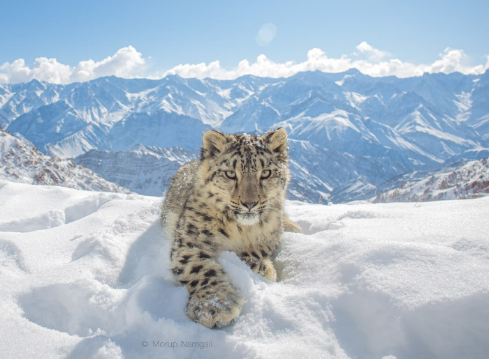 Open-back vehicle used for the guided snow leopard safari in Ladakh