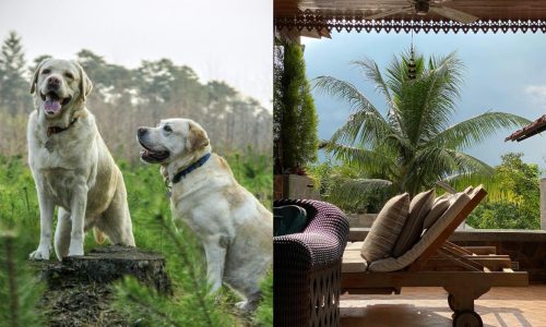 7 Pet-Friendly Staycation Spots Near Mumbai Your Furry Friends Will Love