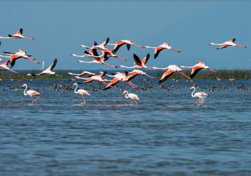 chilika lake