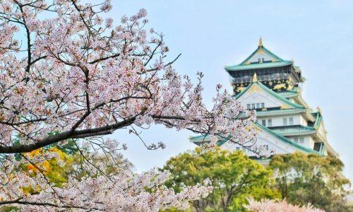 Cherry blossom in Japan - feature image