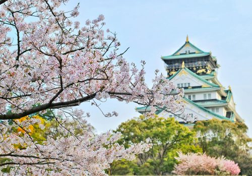 cherry blossom in japan