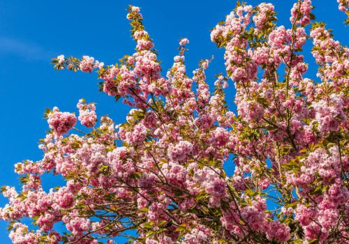 Miura Kaigan Sakura Festival