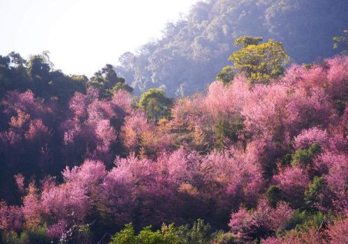 Nagaland Cherry Blossom Festival
