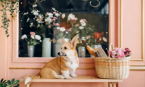 Pet-Friendly Cafes In Mumbai