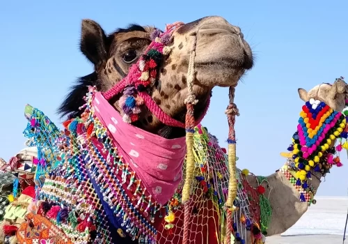 Rann Utsav 2025