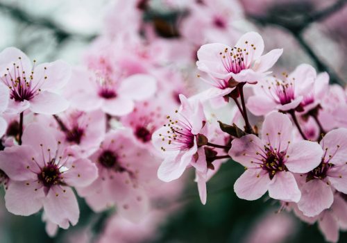 Sakura Festival Japan 2025