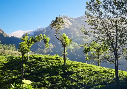 Travel Guide To Idukki