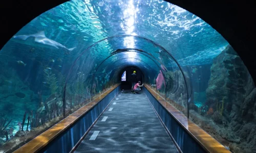 Underwater Aquarium In Bangalore