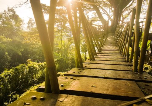 Mumbai’s Elevated Forest Walkway