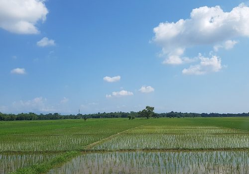 How To Explore Assam: Stay, Travel, Food, Permit & Other Things Explained