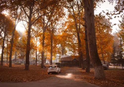 Autumn foliage in India