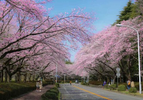 best places to enjoy cherry blossom in japan