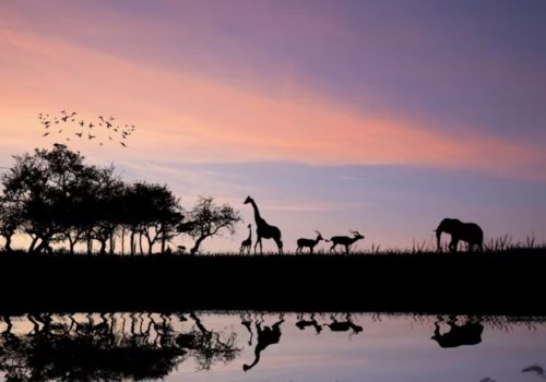 best time to visit wildlife sanctuaries (3)