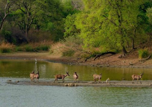 best time to visit wildlife sanctuaries