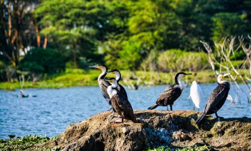 difference between national park and wildlife sanctuary