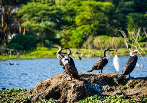 difference between national park and wildlife sanctuary