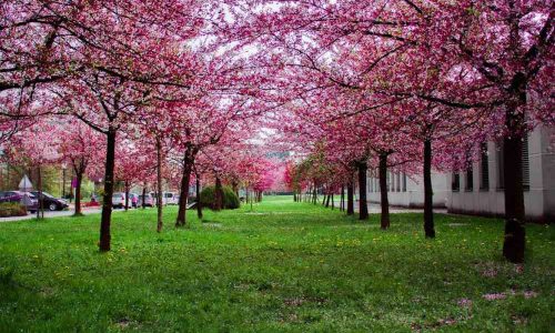 cherry blossom in india