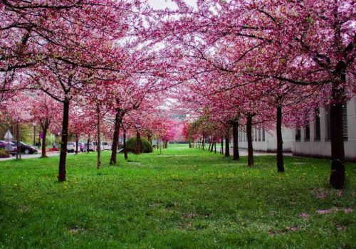 cherry blossom in india