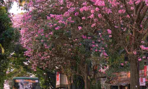 cherry blossom in mumbai