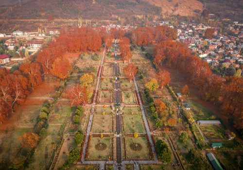 Chinar trees in Kashmir