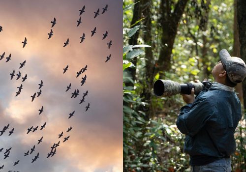 delhi zoo bird walk