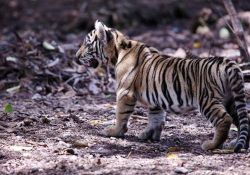 endangered species in india