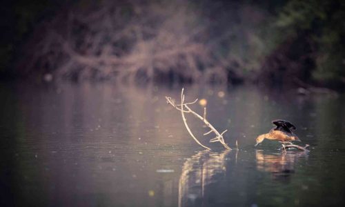 gujarat-wetland-1