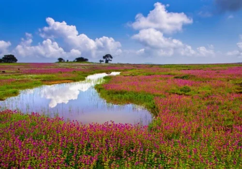 Kaas Plateau travel guide