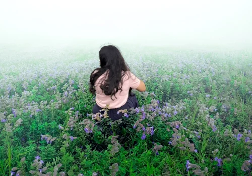 Kaas Plateau flower season in 2026