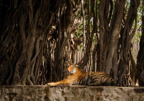 pench national park turia gate