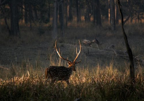 A sambar in India's wildlife sanctuaries