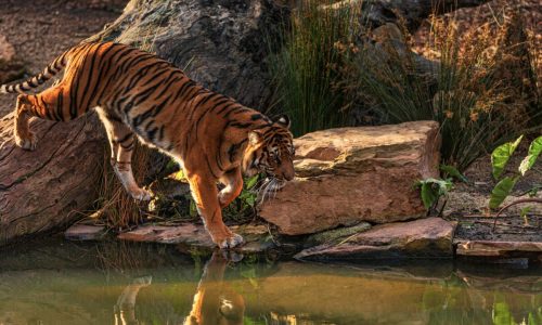 Top 7 wildlife sanctuaries in India