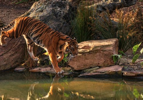 Top 7 wildlife sanctuaries in India