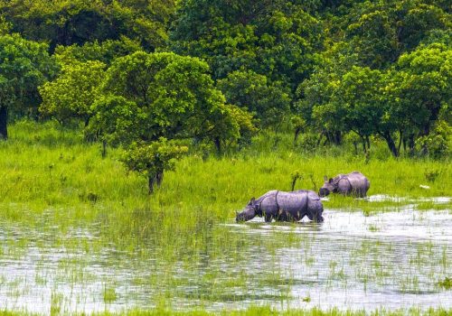 Jeep safari in Pobitora Wildlife Sanctuary in Assam