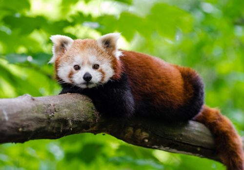 protected animals in india wildlife