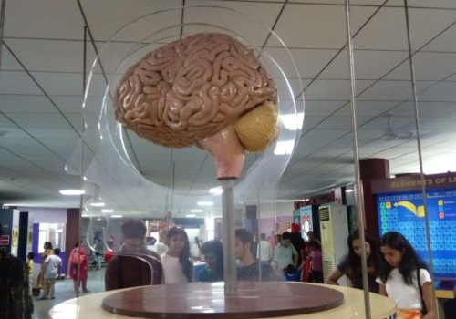 Quirky museums in India including Museum of Word and Cat Museum