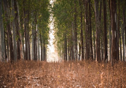 raipur-trees