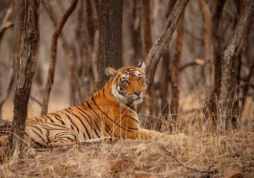 tiger reserves in india