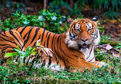 Tiger reserve open in October safari season