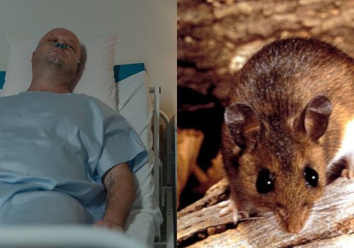 what is Hantavirus