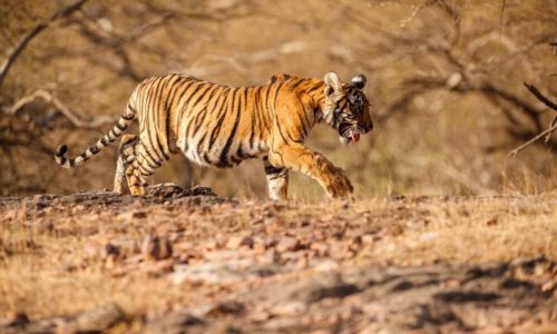 wildlife safari in india